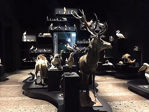 Cultura/L'imprevedibile stupore della Natura a Palazzo Reale a Milano