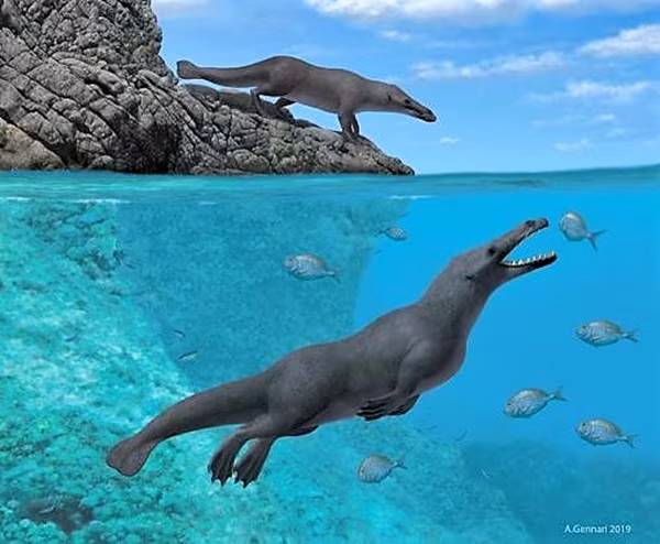 antenata di balene e delfini