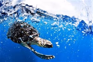 mareplasticatartaruga