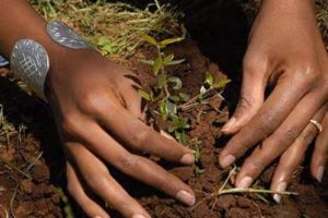 Etiopia-piantumazione-585x390
