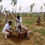 alberi_india-696x464