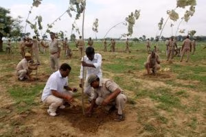 alberi_india-696x464