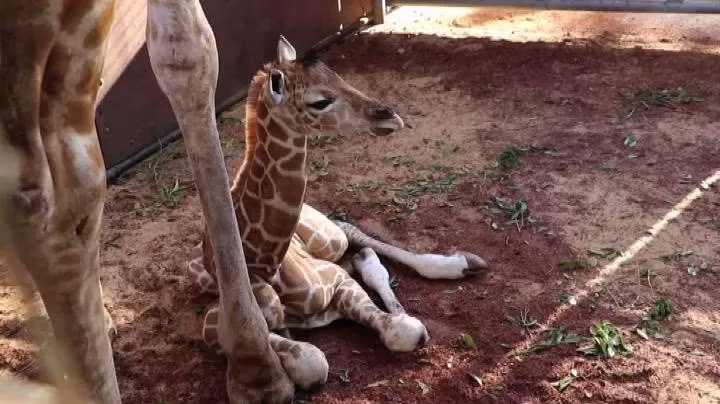 zoogiraffa