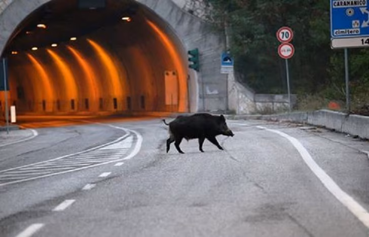 cinghialeinautostrada