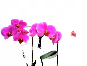 orchidea-removebg-preview