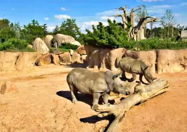 zoom-torino-in-famiglia-rinoceronti