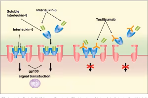 tocilizumab-coronavirus