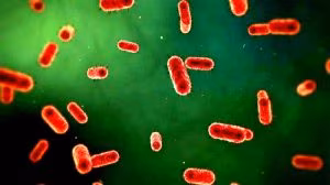 Fingerprint batterico