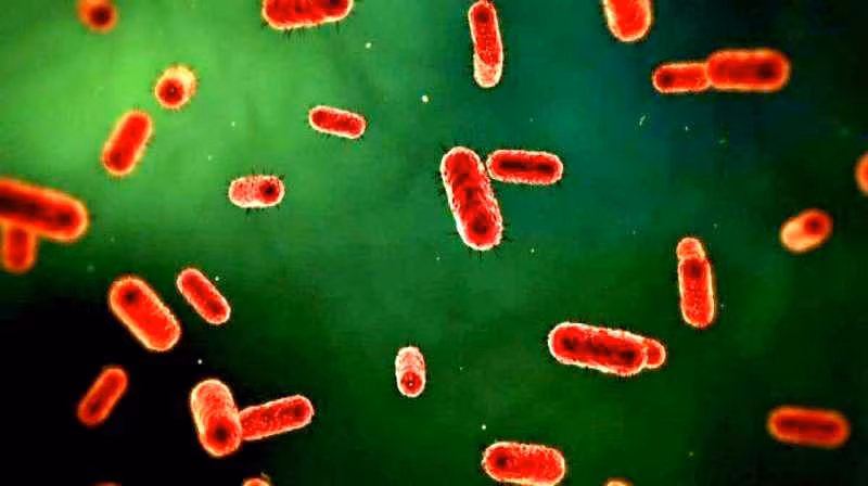 Fingerprint batterico