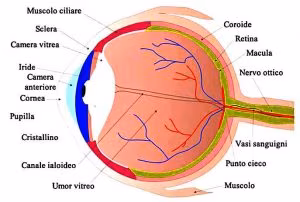 occhio-anatomia-fisiologia