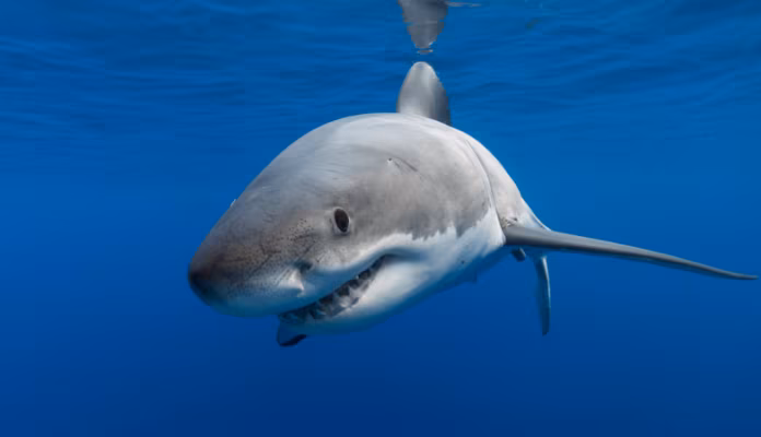 squalo-696x400