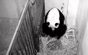 -di-panda-gigantei