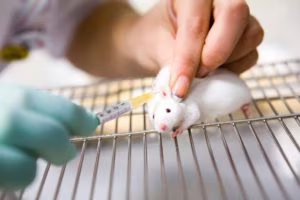 ricercaanimali