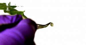 pianta