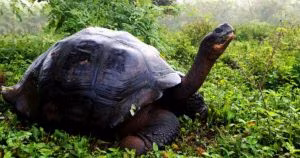 Tartaruga-Galapagos-Copertina