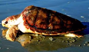 caretta-caretta