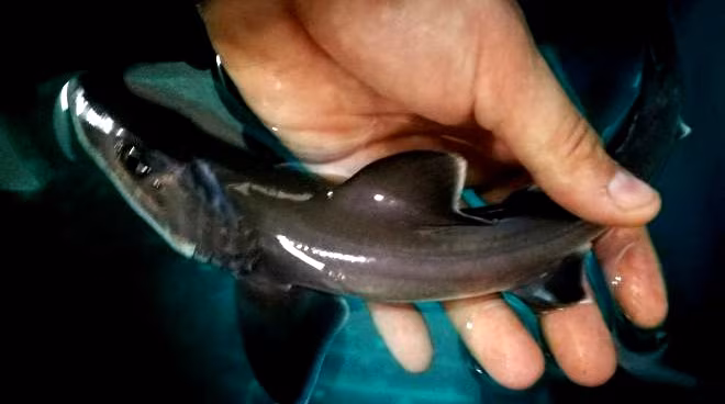 partenogenesi di squalo palombo