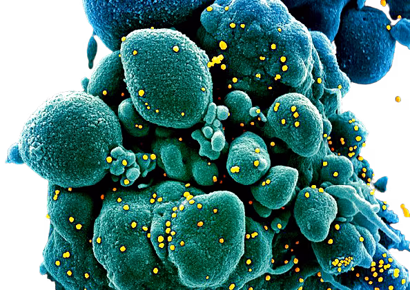 2anticorpo-monoclonale-removebg-preview