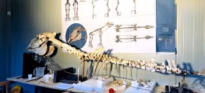 hCavallo di Maiuri laboratorio