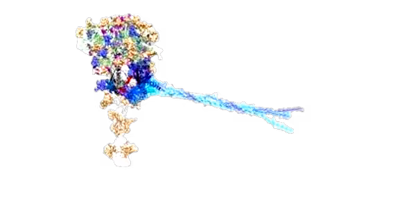 covid-removebg-preview