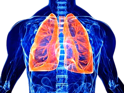 polmone-removebg-preview