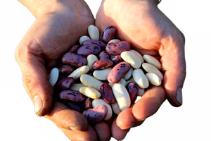 legumifagioli-removebg-preview