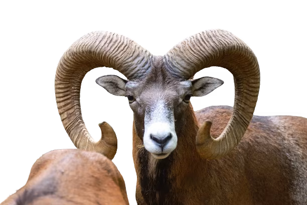 mufloni_giglio030321_4-removebg-preview