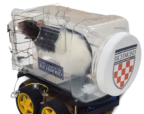 topi-guida-1-removebg-preview