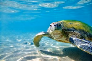 Tartaruga-verde