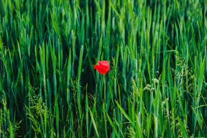 green_edited