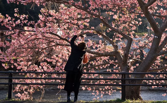 Early Cherry Blossom Bloom In Kawazu Town