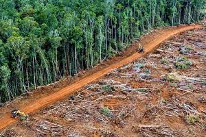 Deforestazione-Amazzonia-1