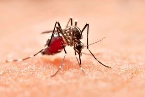 zanzara-febbre-dengue-zanzara