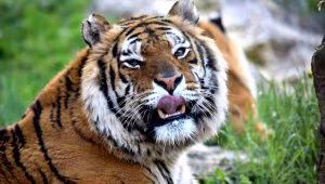 -tigre-siberianaok