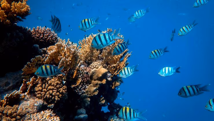 Snorkeling - (pexels) - IlFogliettone.it