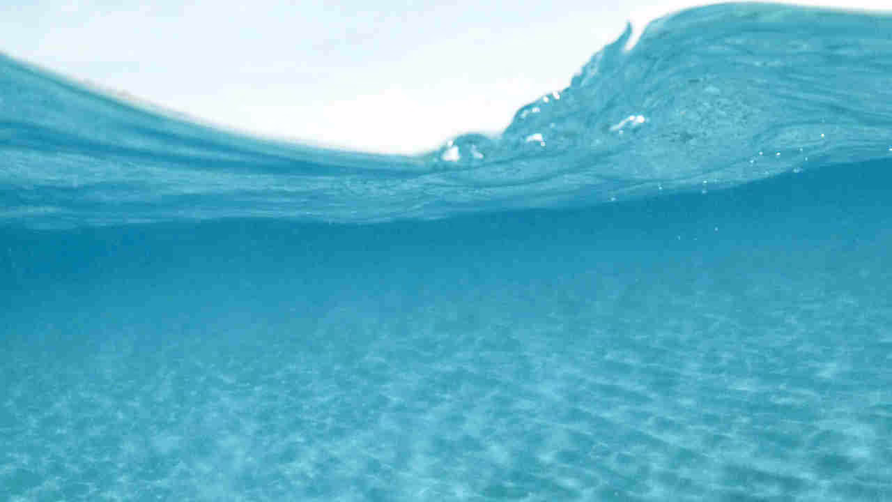 200 stata trovata nel mar mediterraneo per la 1^ volta dopo 2 secoli pensavamo fosse sparita per sempre la scoperta di due sub