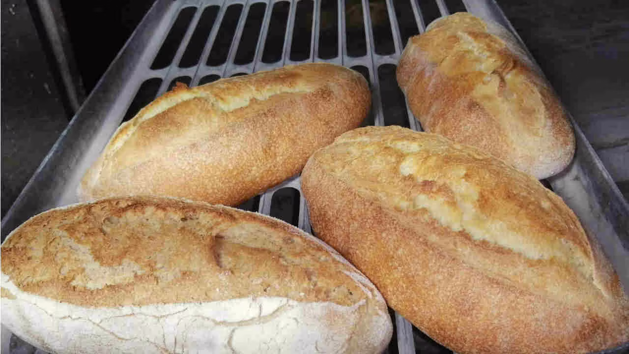 Il Pane migliore d’Italia è SICILIANO: attraversa lo stretto e deliziati I Pubblicata la classifica: premio UFFICIALE