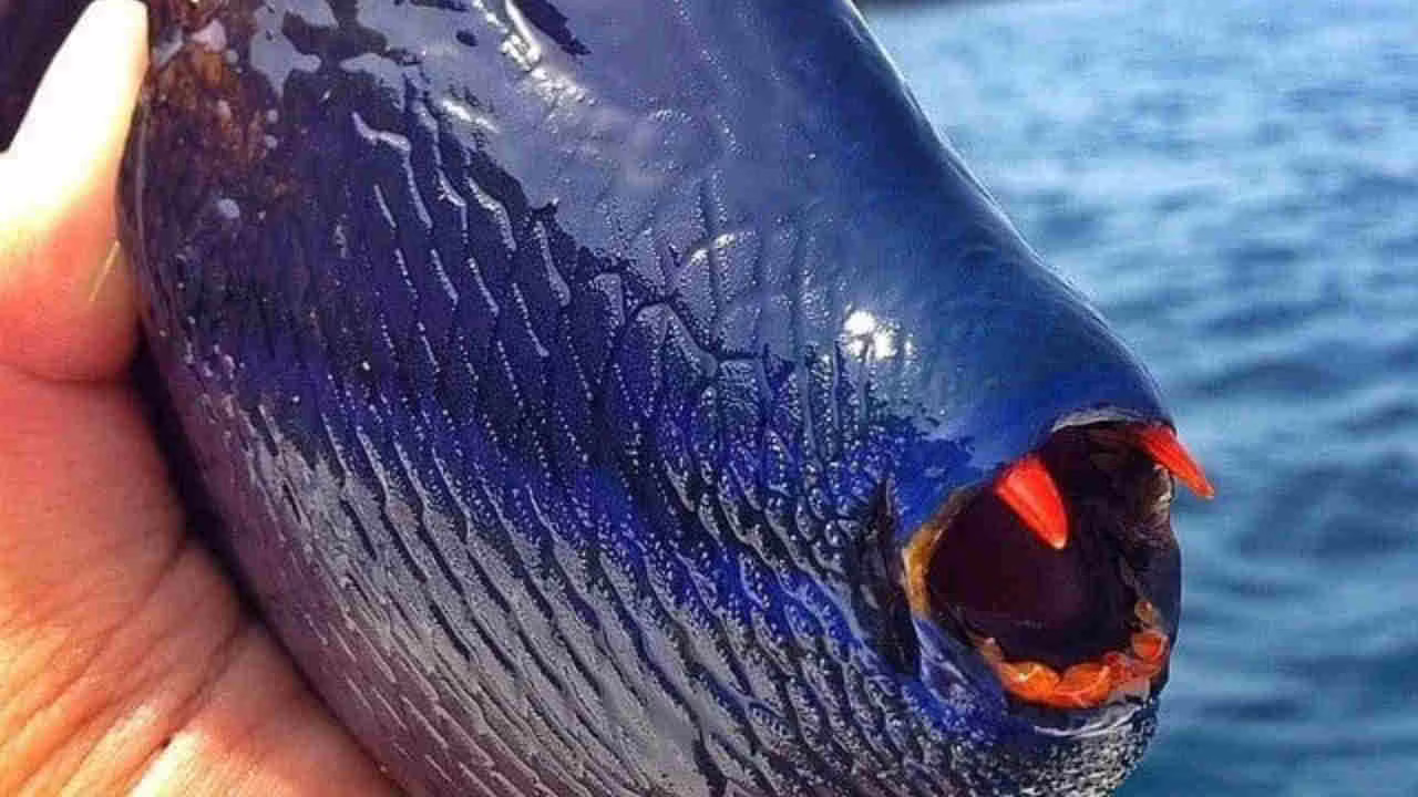 Pesce Vampiro: sta arrivando nei mari e scatta ufficialmente l’emergenza | Denti aguzzi e rossissimi