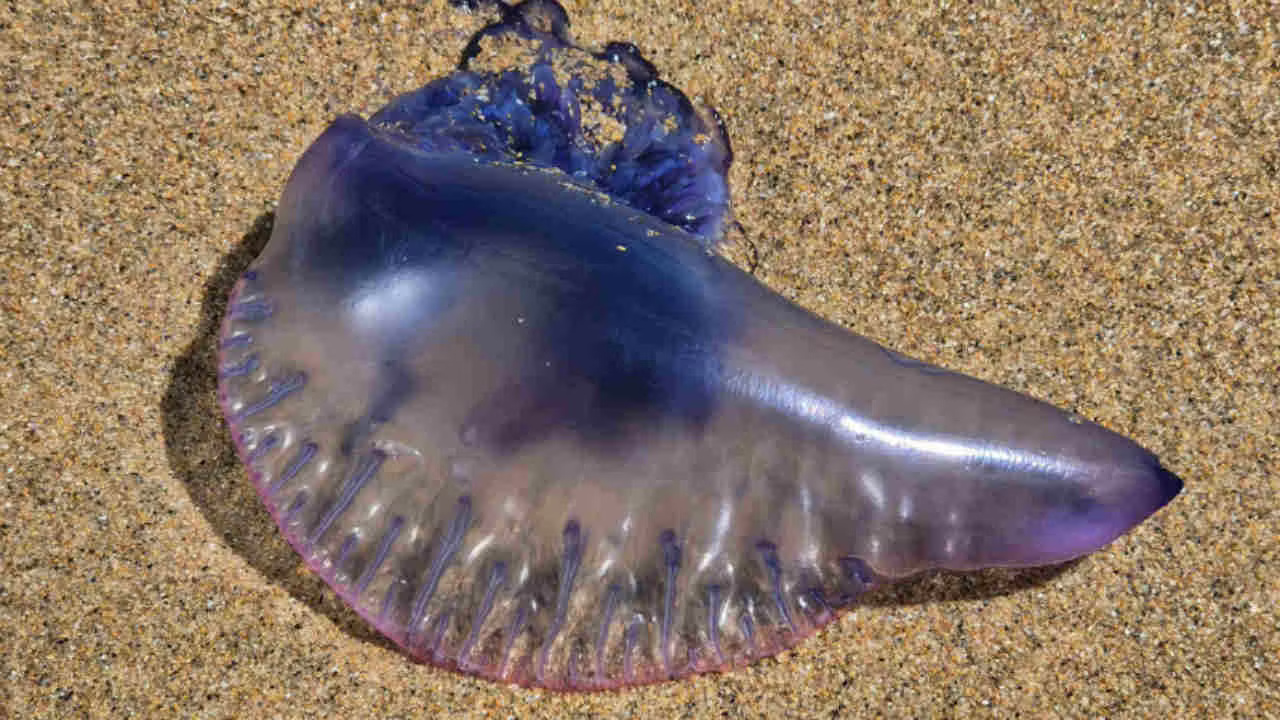 assalto degli esserini neri sulle spiagge un fetore immondo non si pu242 nemmeno respirare lavare spesso mani occhi e bocca