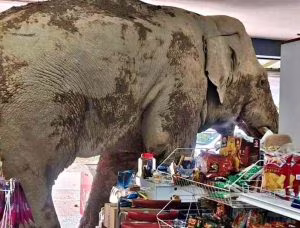 elephant (1)