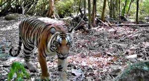 tigre (1)