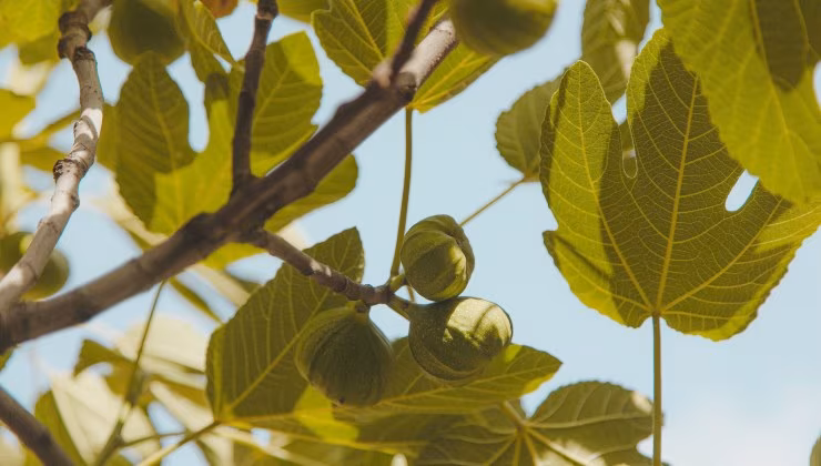 Albero di fico (pexels) - IlFogliettone.it