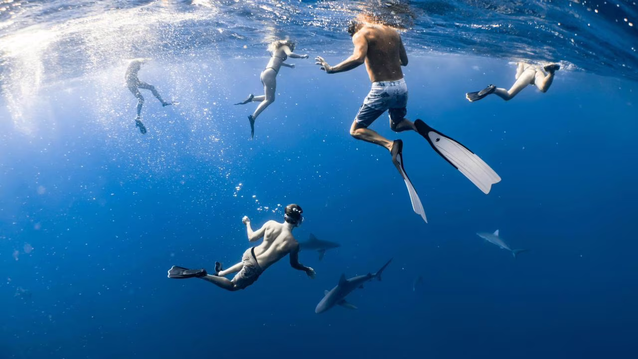 ALLERTA SQUALI nelle acque italiane: paura in mare I Avvistamenti in aumento: boom di attacchi ai bagnanti I Ti afferrano alle gambe ed è morte certe, ecco come