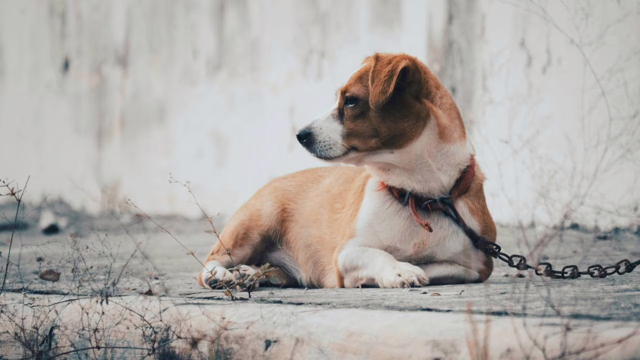 “Dicevi di amarlo, poi le hai fatto questo”: violenza sugli animali ADDIO: mega multa e carcere, ti sbattono dentro e non esci più