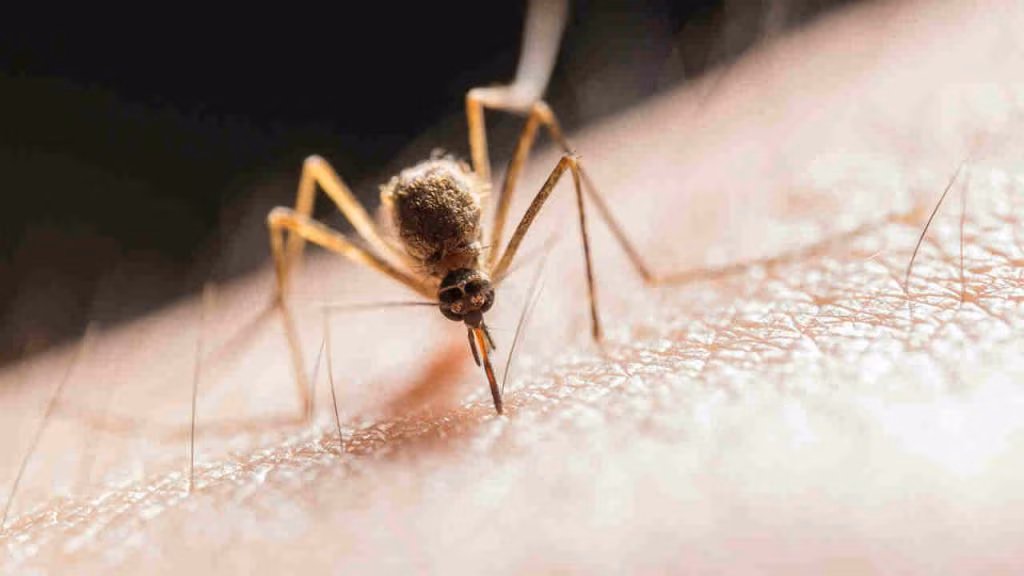 Insetti (Pexels) Ilfogliettone