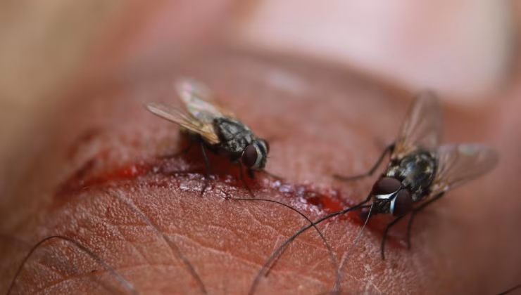 Mosche (pexels) - IlFogliettone.it