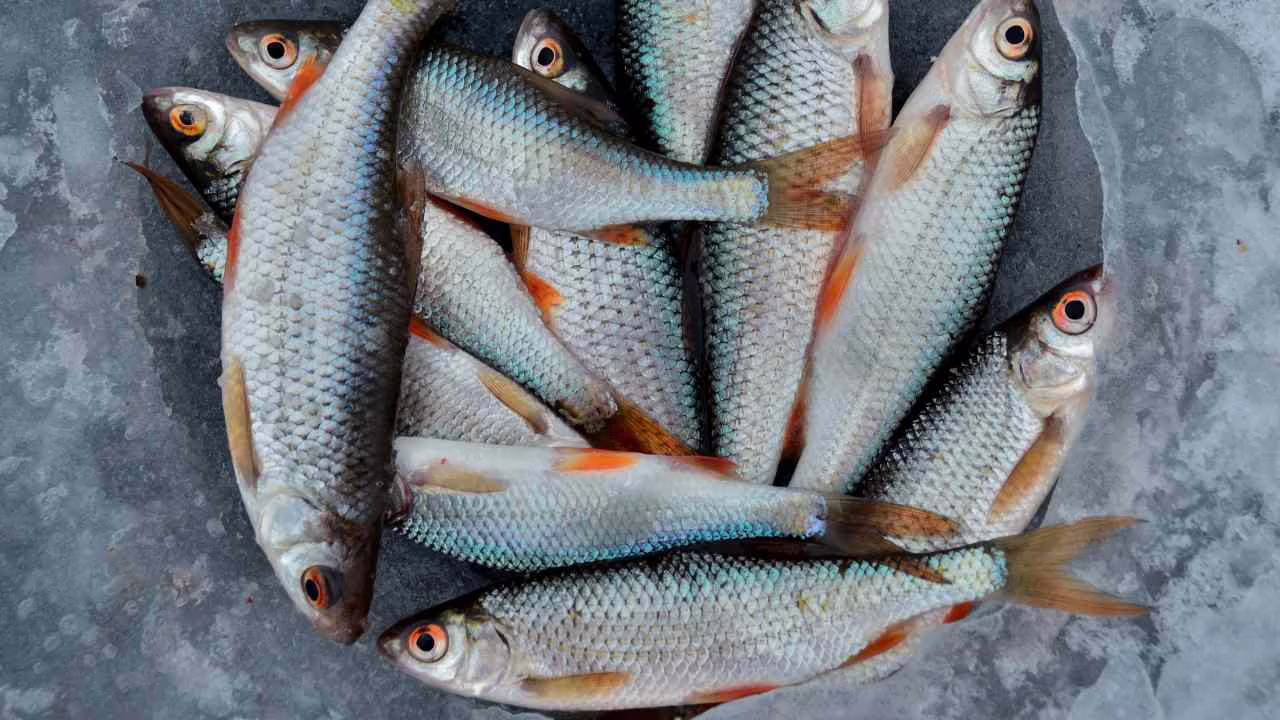 “NON MANGIATE QUESTO PESCE, ITALIANI!”: Allarme del Ministero, salute a rischio: avviso ufficiale, finisci in sala operatoria o peggio