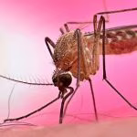 West Nile