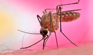 West Nile