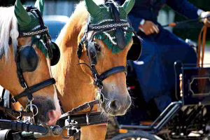 cavallicarrozza (1)